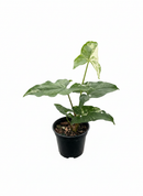 buy syngonium 'albo variegata' live houseplant 4" pot online, vivid white and green variegation on arrow-shaped leaves, climbing or trailing growth form with vining stems, rare cultivar of syngonium podophyllum, air-purifying tropical houseplant for bright indirect light spots, striking bohemian accent for shelves, desks, or plant walls, a coveted and cherished gift for collectors