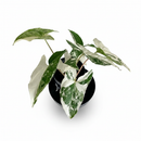 buy syngonium 'albo variegata' live houseplant 4" pot online, vivid white and green variegation on arrow-shaped leaves, climbing or trailing growth form with vining stems, rare cultivar of syngonium podophyllum, air-purifying tropical houseplant for bright indirect light spots, striking bohemian accent for shelves, desks, or plant walls, a coveted and cherished gift for collectors