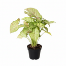 6 inch Syngonium 'Confetti', 6 inch plants, live plants for sale, buy houseplants online, plant shops in ca
