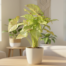 6 inch Syngonium 'Confetti', 6 inch plants, live plants for sale, buy houseplants online, plant shops in ca