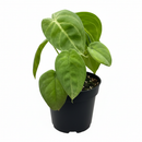 buy Syngonium 'Ice Frost' live houseplant 4" pot online, arrowhead-shaped leaves dusted with a cool frosty white shimmer, semi-glossy thick leaf texture, upright or trailing versatile growth form, low maintenance tropical houseplant, an eye-catching bohemian or modern decor accent, beautiful rare collector plant gift for any occasion