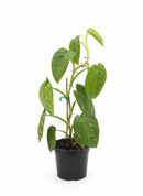 buy Syngonium 'Ice Frost' live houseplant 4" pot online, arrowhead-shaped leaves dusted with a cool frosty white shimmer, semi-glossy thick leaf texture, upright or trailing versatile growth form, low maintenance tropical houseplant, an eye-catching bohemian or modern decor accent, beautiful rare collector plant gift for any occasion