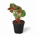 buy syngonium merry live houseplant 3" pot online, heart-shaped leaves with vivid color contrast of green and pink, soft lush leaf texture with tropical warmth, vining arrowhead plant suitable for moss pole or basket, beginner-friendly low-maintenance houseplant, charming colorful gift for home or office