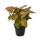 buy syngonium merry live houseplant 3" pot online, heart-shaped leaves with vivid color contrast of green and pink, soft lush leaf texture with tropical warmth, vining arrowhead plant suitable for moss pole or basket, beginner-friendly low-maintenance houseplant, charming colorful gift for home or office
