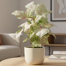 buy syngonium 'milk confetti' live houseplant 4" pot online, lush arrowhead leaves in pale green generously speckled with blush pink and creamy white variegation, upright clumping and trailing growth habit suits both pots and hanging baskets, rare variegated syngonium podophyllum cultivar with easy care requirements, thrives in bright indirect light with moderate humidity, a striking and artful bohemian decor plant, an exceptional and rare gift for any indoor plant enthusiast