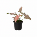 6" pot syngonium 'pink splash' live houseplant for sale, striking painterly pink and green leaf pattern unique to every plant, arrowhead leaves that mature into lobed multi-segment form, versatile climbing or cascading vine suited to moss poles or hanging baskets, high humidity-loving tropical with air-purifying qualities, an eye-catching boho decor element for any indoor space, a gorgeous gift for houseplant enthusiasts of all levels
