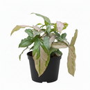 6" pot syngonium 'pink splash' live houseplant for sale, striking painterly pink and green leaf pattern unique to every plant, arrowhead leaves that mature into lobed multi-segment form, versatile climbing or cascading vine suited to moss poles or hanging baskets, high humidity-loving tropical with air-purifying qualities, an eye-catching boho decor element for any indoor space, a gorgeous gift for houseplant enthusiasts of all levels