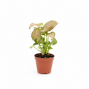 6" pot Syngonium Neon Robusta - Syng