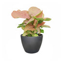 6" pot Syngonium Neon Robusta - Syng