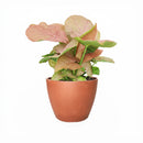 6" pot Syngonium Neon Robusta - Syng