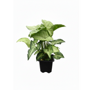 6 inch syngonium white butterfly live air plant for sale, lush pale cream and jade green variegated heart-shaped foliage with natural veining creating botanical elegance, rapidly spreading vine form that requires weekly rotation to prevent asymmetrical one-sided leaf growth, adapts remarkably to low-light artificial office environments lit by led screens and overhead panels, vulnerable to cold damage and browning from direct air conditioning vent and heater air exposure, beautiful tall plant display for liv