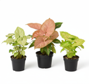 Syngonium variety pack, Arrowhead plant bundle, live Syngonium podophyllum, pink arrowhead plant, easy care houseplants, 3-pack indoor plants, variegated Syngonium