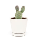 Tephrocactus alexanderi - Indian Ball Cactus
