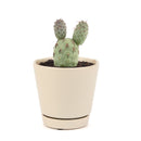 Tephrocactus alexanderi - Indian Ball Cactus