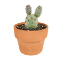Tephrocactus alexanderi - Indian Ball Cactus