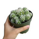 Thimble Cactus - Mammillaria gracilis fragilis