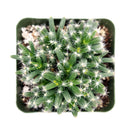 Trichodiadema densum “Spiny African Bonsai”