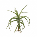 tillandsia aeranthos hybrid live air plant for sale, frost tolerant with vibrant blooms, pet safe indoor plant requiring basic care, thrives outdoors in summer and autumn, ideal gift for busy plant enthusiasts and gardeners
