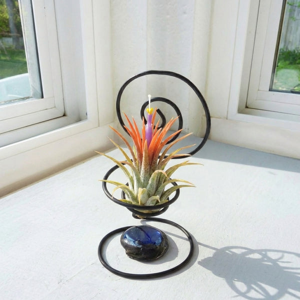 Tillandsia ionantha Orange Air Plant for Sale | Air Plant Gift