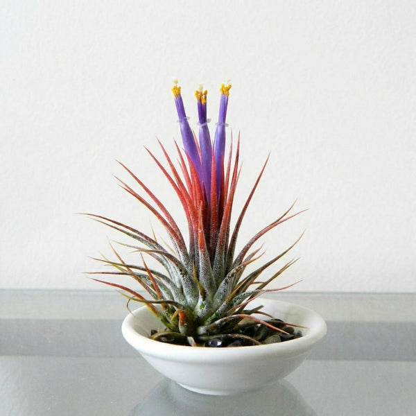 red air plants Tillandsia ionantha Red Air Plant for Sale