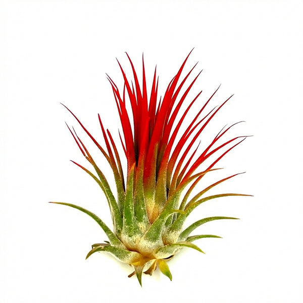 red air plants Tillandsia ionantha Red Air Plant for Sale