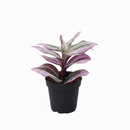 4" pot tradescantia 'nanouk' live houseplant for sale, fantasy venice tradescantia with multicolored striped thick leaves, trailing vining habit perfect for hanging baskets or high shelves, fast grower with vibrant color dependant on bright indirect light, easy propagation from stem cuttings, lively colorful boho home decor plant, memorable gift for houseplant collectors