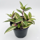 4" pot tradescantia 'tricolor' live air plant for sale, vivid tricolor foliage in forest green white and pink tones, soft hairless oval pointed leaves, cascading trailing growth form, easy care low maintenance indoor vine, cheerful boho accent for kitchens bathrooms and bright living spaces, makes a beautiful unique gift for any occasion