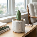 Trichocereus bridgesii - Penis Cactus