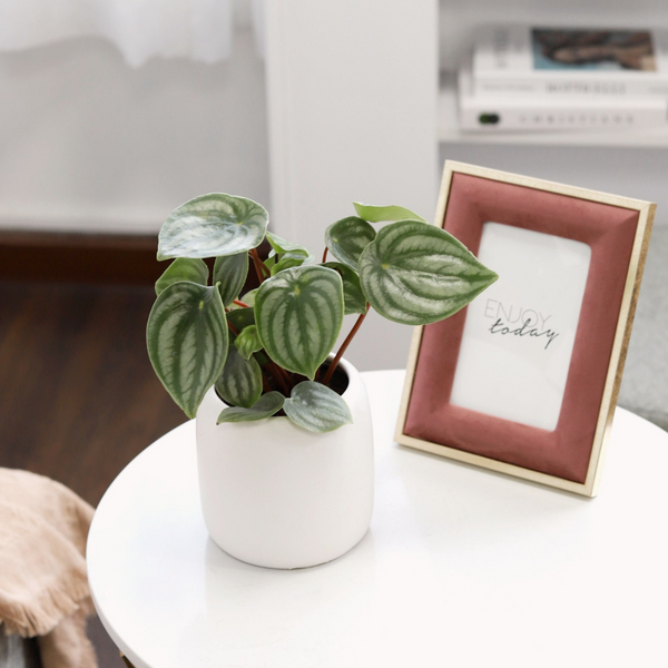 watermelon house plant Peperomia Watermelon