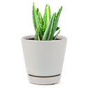 2 inch variegated aloe plant live succulent for sale, petite starter rosette with cream band markings on green succulent leaves, compact upright growth habit, fleshy drought-resistant foliage in plastic pot, easy beginner-friendly care requirements, pretty windowsill or desk succulent accent, charming and affordable gift plant for any space
