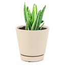 2 inch variegated aloe plant live succulent for sale, petite starter rosette with cream band markings on green succulent leaves, compact upright growth habit, fleshy drought-resistant foliage in plastic pot, easy beginner-friendly care requirements, pretty windowsill or desk succulent accent, charming and affordable gift plant for any space
