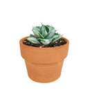 buy variegated butterfly agave live succulent 3.5 inch online, blue-green and creamy yellow variegated rosette foliage, compact architectural form with slow steady long-lived growth, sharp terminal and marginal spines throughout leaf structure, thrives in full sun with very low water requirements, striking sculptural accent for desert, boho or modern minimalist decor, a rare and highly sought-after collector succulent gift