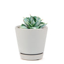 buy variegated butterfly agave live succulent 3.5 inch online, blue-green and creamy yellow variegated rosette foliage, compact architectural form with slow steady long-lived growth, sharp terminal and marginal spines throughout leaf structure, thrives in full sun with very low water requirements, striking sculptural accent for desert, boho or modern minimalist decor, a rare and highly sought-after collector succulent gift