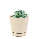 buy variegated butterfly agave live succulent 3.5 inch online, blue-green and creamy yellow variegated rosette foliage, compact architectural form with slow steady long-lived growth, sharp terminal and marginal spines throughout leaf structure, thrives in full sun with very low water requirements, striking sculptural accent for desert, boho or modern minimalist decor, a rare and highly sought-after collector succulent gift