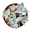 Variegated Ghost Plant - Graptopetalum paraguayense