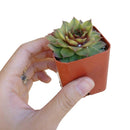 buy variegated sempervivum live succulent 4 inch plastic pot online, full mature rosette displaying creamy yellow variegation against green leaves with vivid red tips, dense symmetrical form, frost hardy and drought tolerant alpine succulent, slow growing and long-lived heirloom quality, stunning decorative accent for outdoor gardens or sunny indoor spaces, exceptional rare succulent gift idea