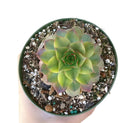 buy variegated sempervivum live succulent 4 inch plastic pot online, full mature rosette displaying creamy yellow variegation against green leaves with vivid red tips, dense symmetrical form, frost hardy and drought tolerant alpine succulent, slow growing and long-lived heirloom quality, stunning decorative accent for outdoor gardens or sunny indoor spaces, exceptional rare succulent gift idea