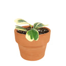 hoya for gift, hoya care guide, Variegated Trailing Hoya Kerrii Heart, Heart-Shaped Succulents for Valentine's Day