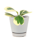 hoya for gift, hoya care guide, Variegated Trailing Hoya Kerrii Heart, Heart-Shaped Succulents for Valentine's Day
