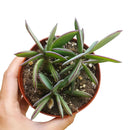 Vertical Leaf Senecio - Senecio crassissimus