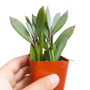 Vertical Leaf Senecio - Senecio crassissimus