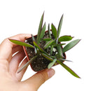 Vertical Leaf Senecio - Senecio crassissimus