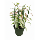 6 inch Variegated Devil's Backbone Euphorbia Catus, indoor succulents, buy succulents online, Variegated Devil's Backbone Euphorbia Catus for sale