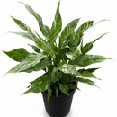 6" pot variegated spathiphyllum 'domino' live houseplant for sale, mature specimen with lush white-marbled variegated leaves and creamy white spathe flowers, dramatic droop-when-thirsty watering cue, air-purifying and long-lived indoor tropical plant, a show-stopping floor or table plant for contemporary interiors, makes a luxurious and lasting gift for any occasion