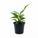 6" pot variegated spathiphyllum 'domino' live houseplant for sale, mature specimen with lush white-marbled variegated leaves and creamy white spathe flowers, dramatic droop-when-thirsty watering cue, air-purifying and long-lived indoor tropical plant, a show-stopping floor or table plant for contemporary interiors, makes a luxurious and lasting gift for any occasion
