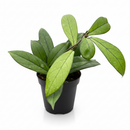 Buy Hoya 'Crassipetiolata' wax plant in 4 inch grower pot, Sun-stressing Hoya varieties, Rare Hoya plants for sale