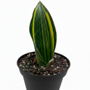 6" pot variegated shark fin snake plant - sansevieria live houseplant for sale, single oversized variegated leaf with lemon stripe patterning, rough leathery upright texture, slow-growing rare dracaena masoniana cultivar, drought-tolerant and virtually indestructible, stunning floor specimen for modern or minimalist interiors, prized collector plant gift