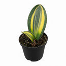 6" pot variegated shark fin snake plant - sansevieria live houseplant for sale, single oversized variegated leaf with lemon stripe patterning, rough leathery upright texture, slow-growing rare dracaena masoniana cultivar, drought-tolerant and virtually indestructible, stunning floor specimen for modern or minimalist interiors, prized collector plant gift