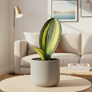 6" pot variegated shark fin snake plant - sansevieria live houseplant for sale, single oversized variegated leaf with lemon stripe patterning, rough leathery upright texture, slow-growing rare dracaena masoniana cultivar, drought-tolerant and virtually indestructible, stunning floor specimen for modern or minimalist interiors, prized collector plant gift