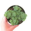4 inch plant in plastic pot, a simple and lightweight option for displaying your choice of succulent or houseplant.